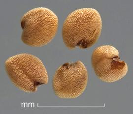   Seeds:   Rorippa curvisiliqua ; Photo by D. Walters and C. Southwick, Table Grape Weed Disseminule ID
